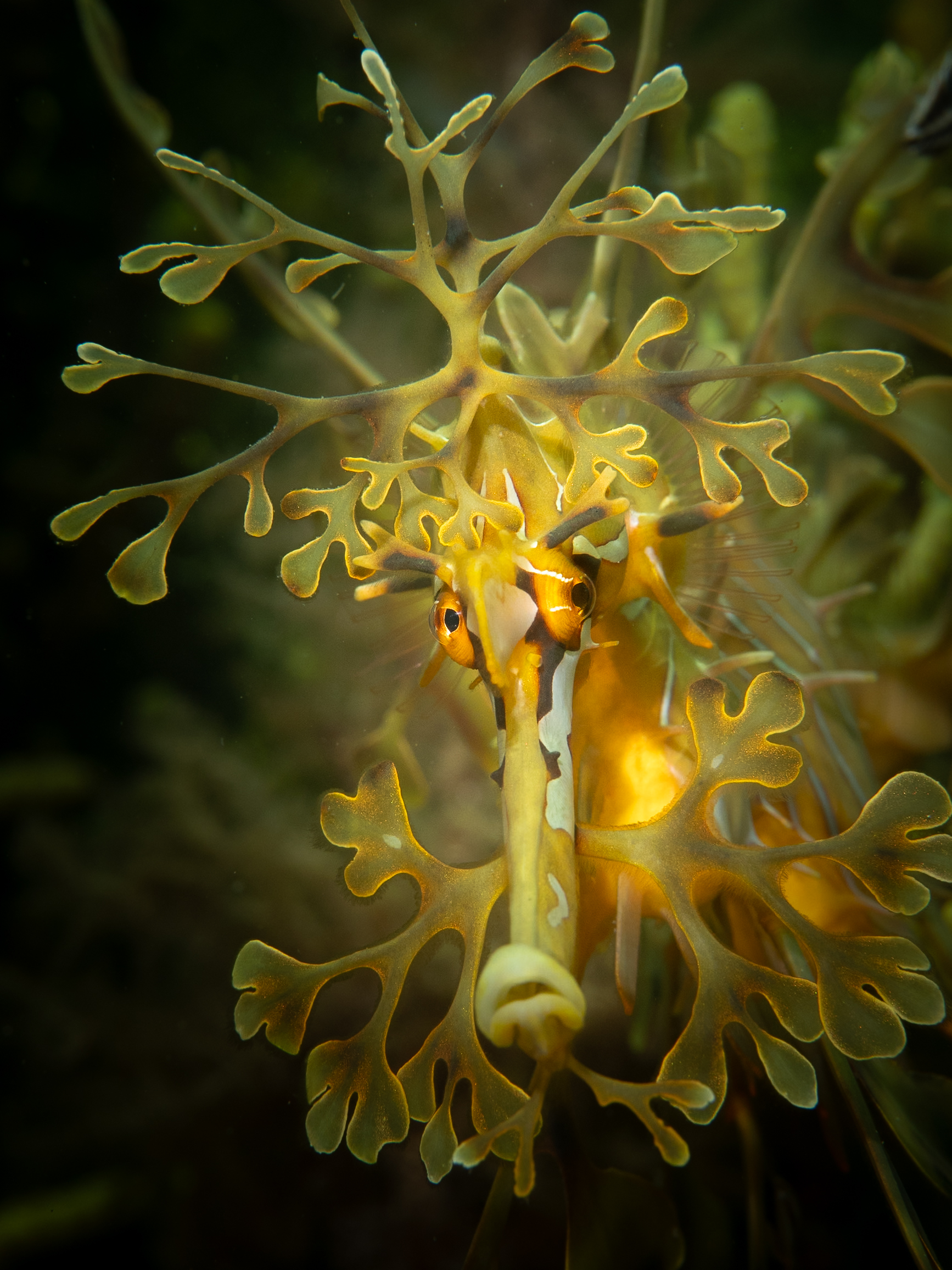 Interaction with Leafy Seadragon - Angela Cogman