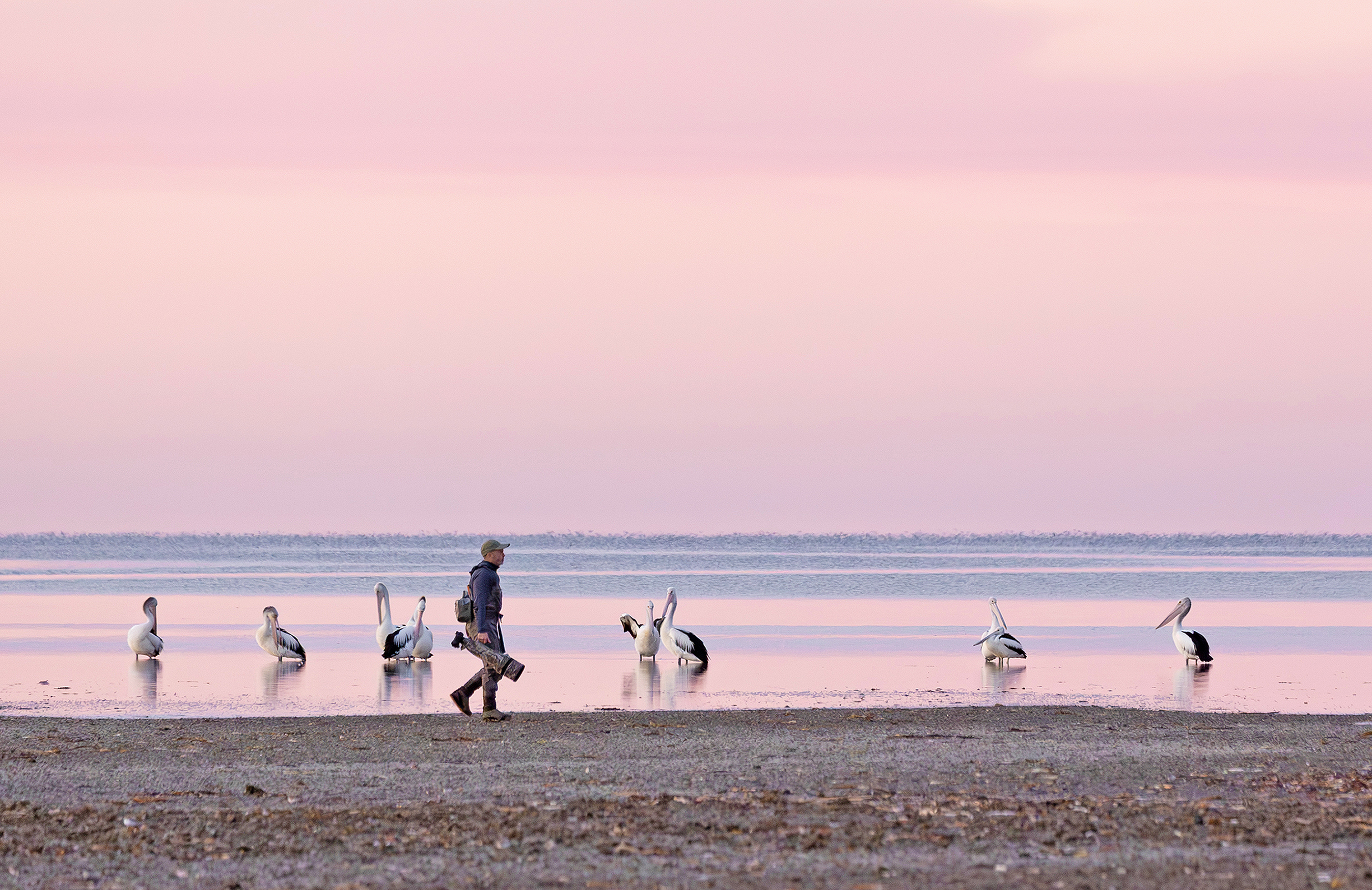 Simon and the pelicans - Sandy Horne