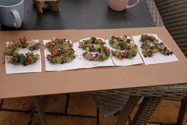 The world of succulents | Seniors Card